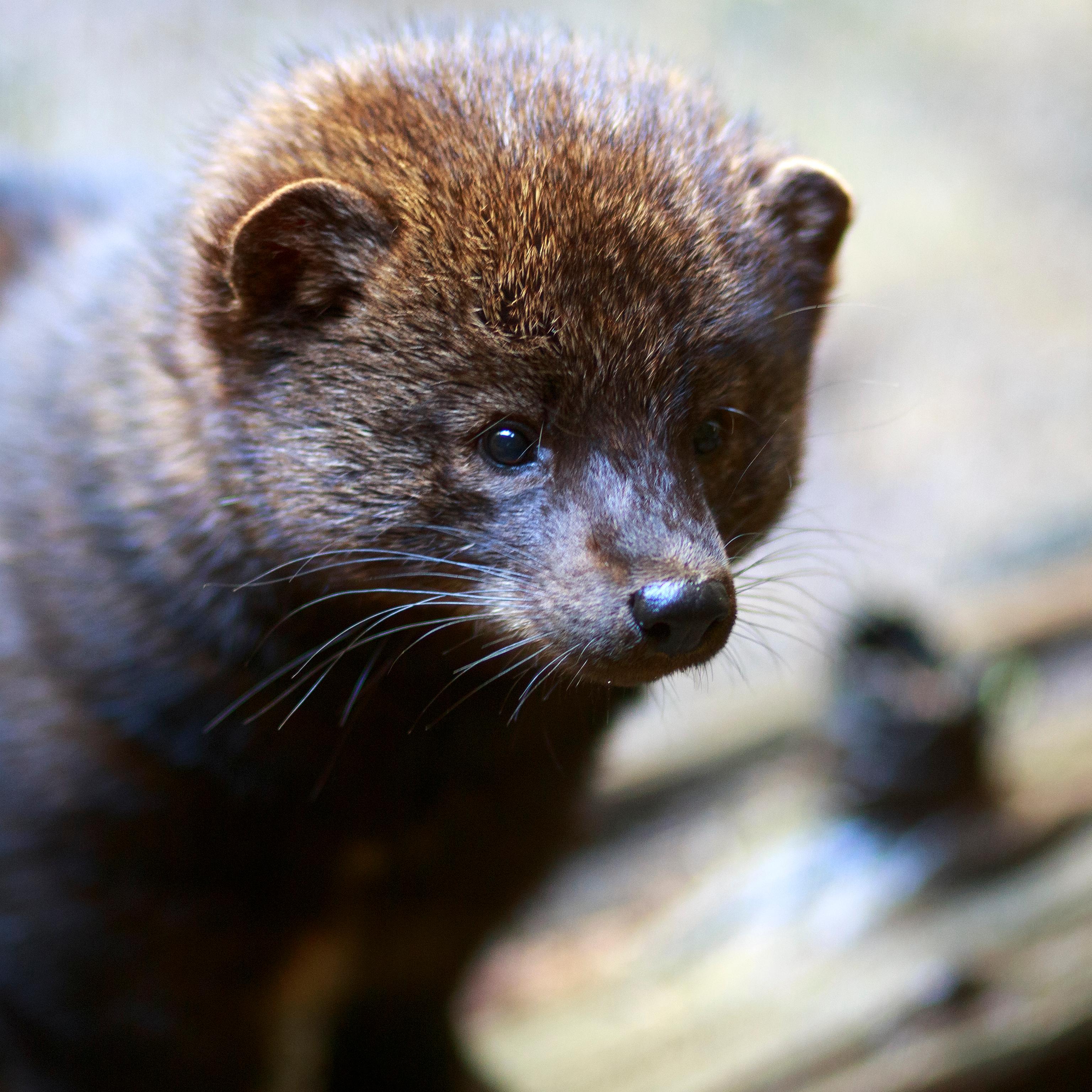 Brown-furred fisher poses on a log