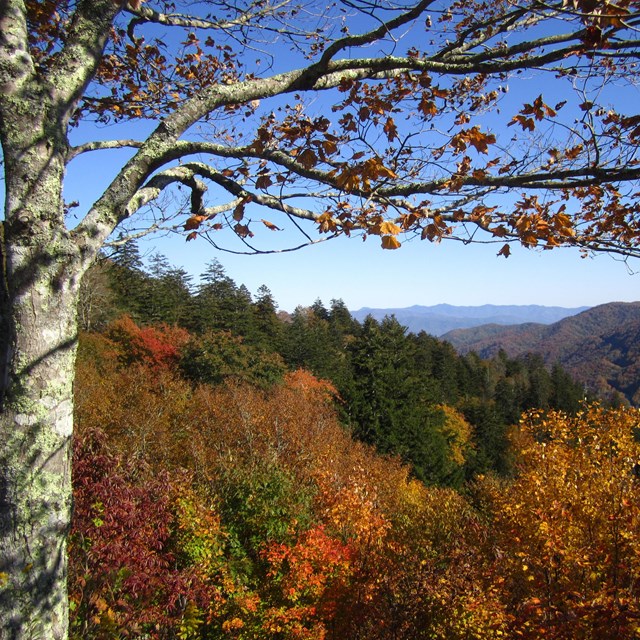 Colorful fall foliage in woods along a mountain ridge.