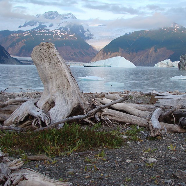 Glaciers float in a water body with tall mountains in the background and driftwood on the shoreline.