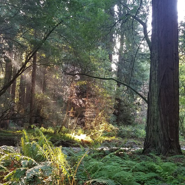 light shining through the canopy into a redwood forest