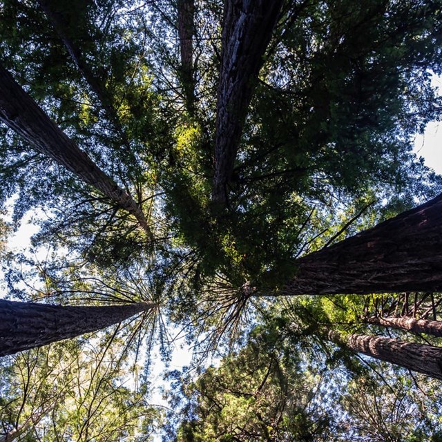 A Climate Resilient Future for Muir Woods