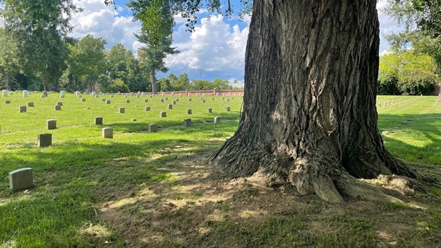 A tall tree with wide trunk shades a national cemetery, where neat turf grows around headstones