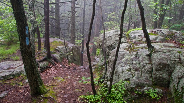Trail leading through rocks and fog