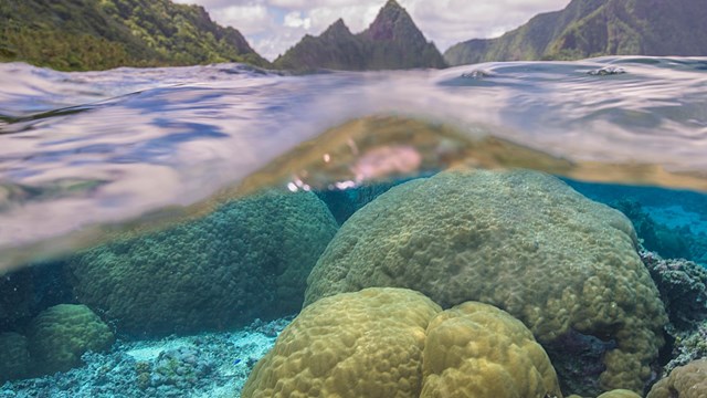 a split shot of underwater coral and an island