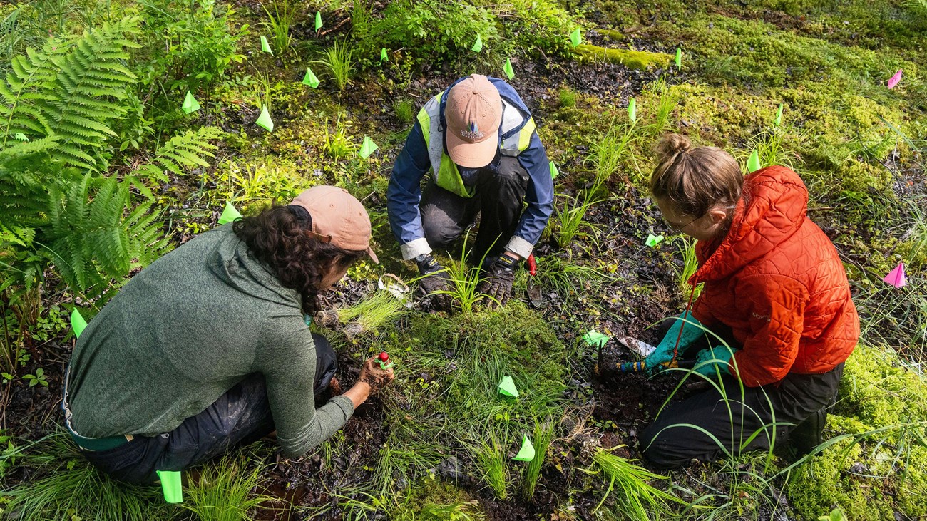 three scientists sit on the ground in a mossy area with green flagging