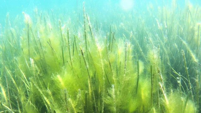 A field of green seagrass underwater