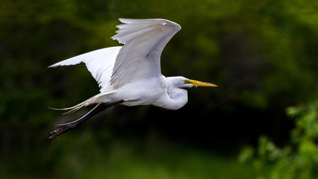 A white great egret beating its wings in flight through a green vegetated landscape