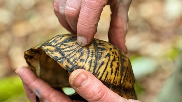 Illustration of man's hands holding a box turtle