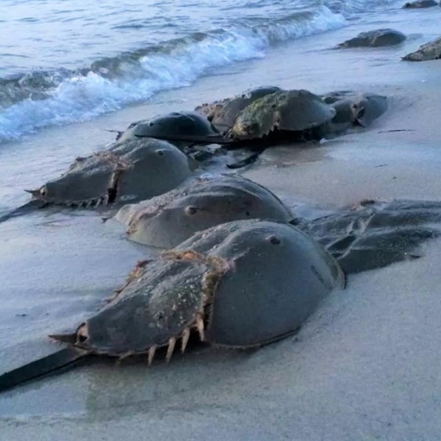Numerous pairs of mating horseshoe crabs, a larger one on top of a smaller one, line a beach at dusk