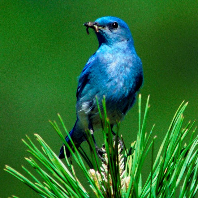 Mountain bluebird sits at top of pine tree