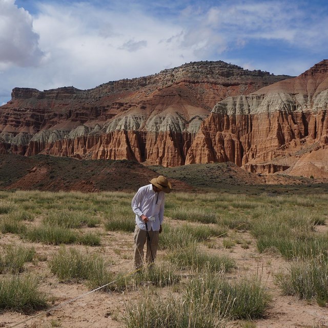 Man in hat takes a transect measurement in grassland, red rock wall in background