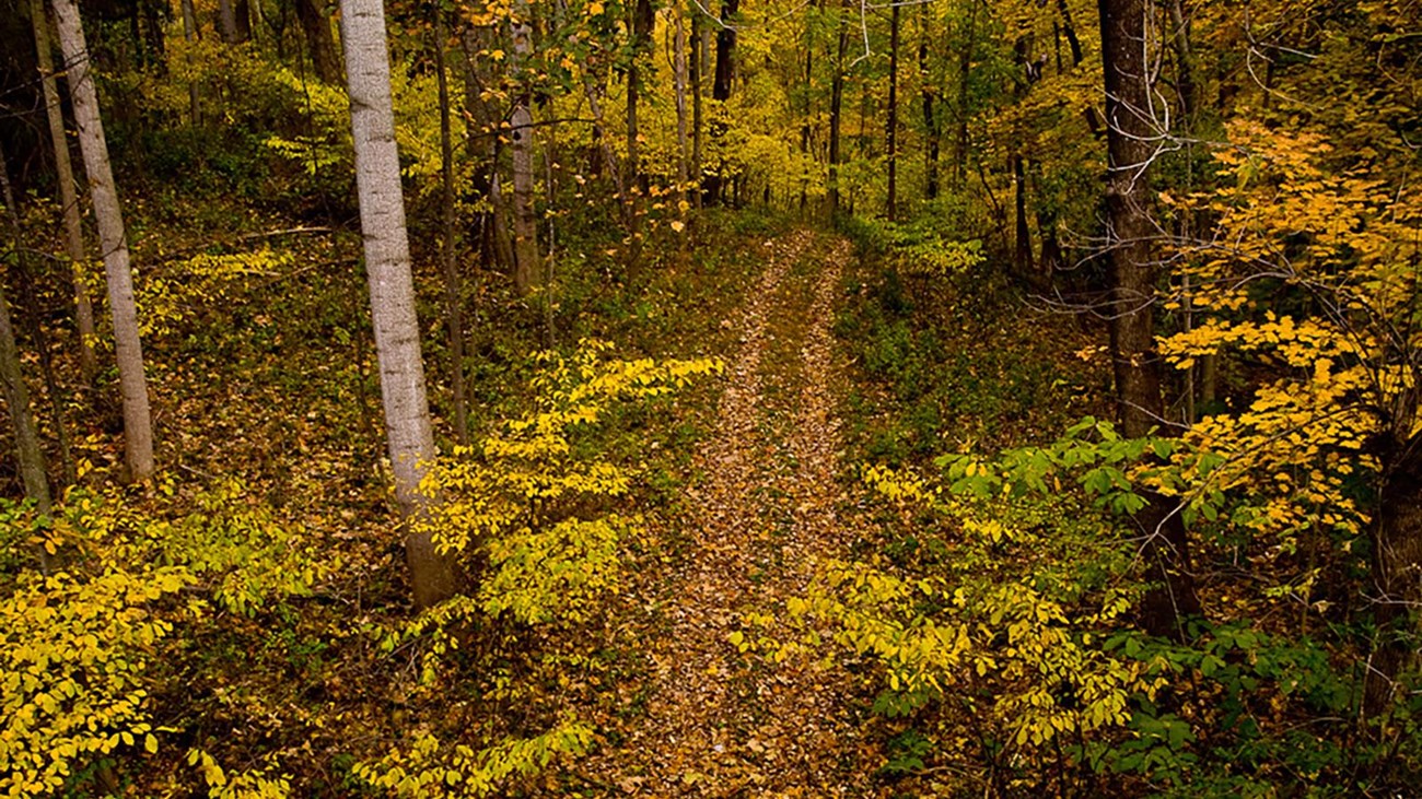 Yellow autumn leaves along a forest path