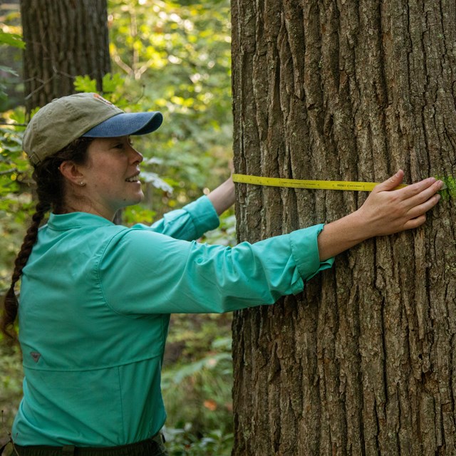 A woman measures the width of a tree. 
