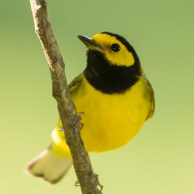 Hooded warbler on a branch 
