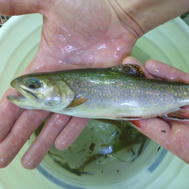 Hands hold a brook trout over a white bucket.
