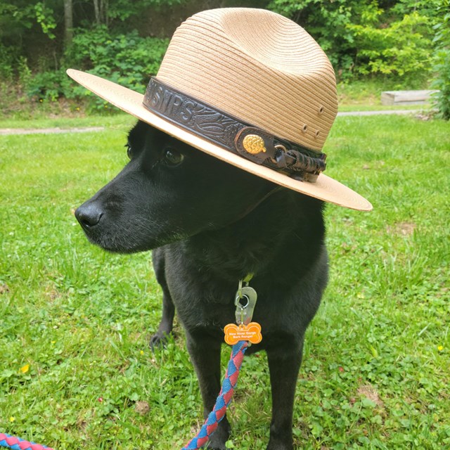 A black dog wearing a tan wide brimmed ranger flat hat