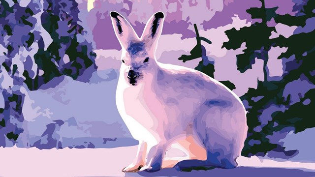 Graphic art of white rabbit in snow with evergreen trees and sunset