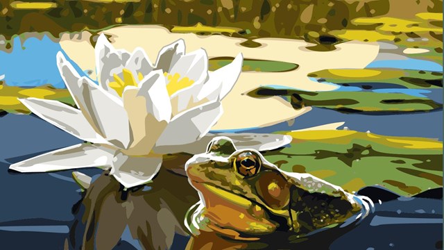 Graphic art of frog and lily pads in pond with trees in backgroud.