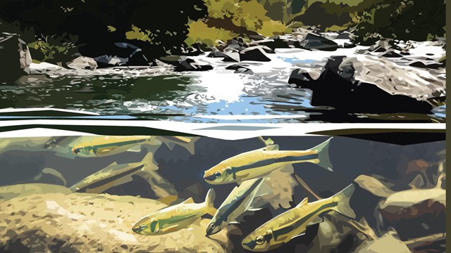 Graphic art of fish underwater in stream