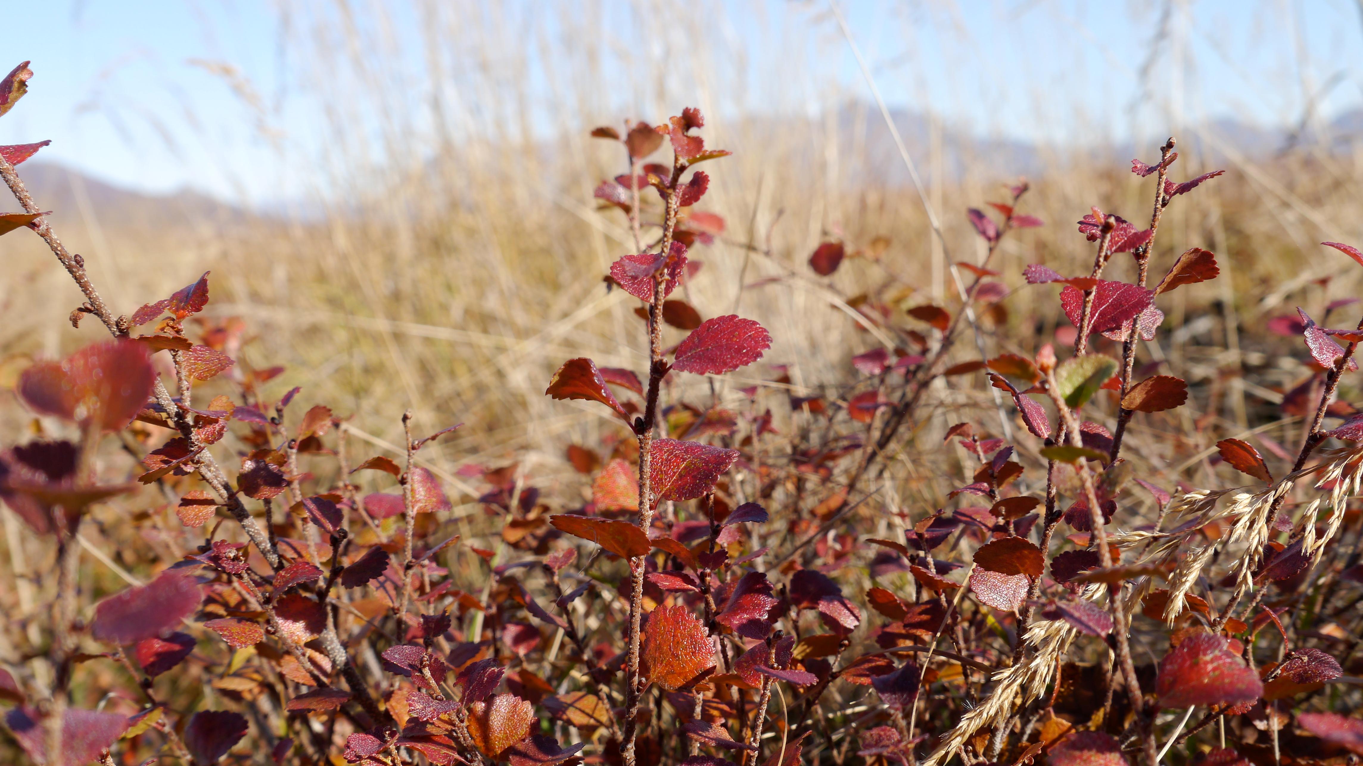Foliage within Noatak National Preserve