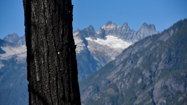 a burned tree trunk with mountains in the background