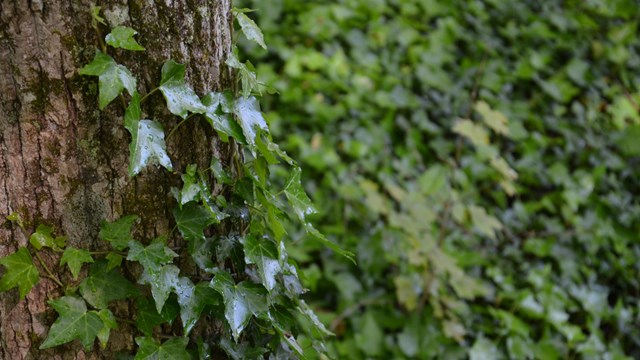 Ivy growing along a tree