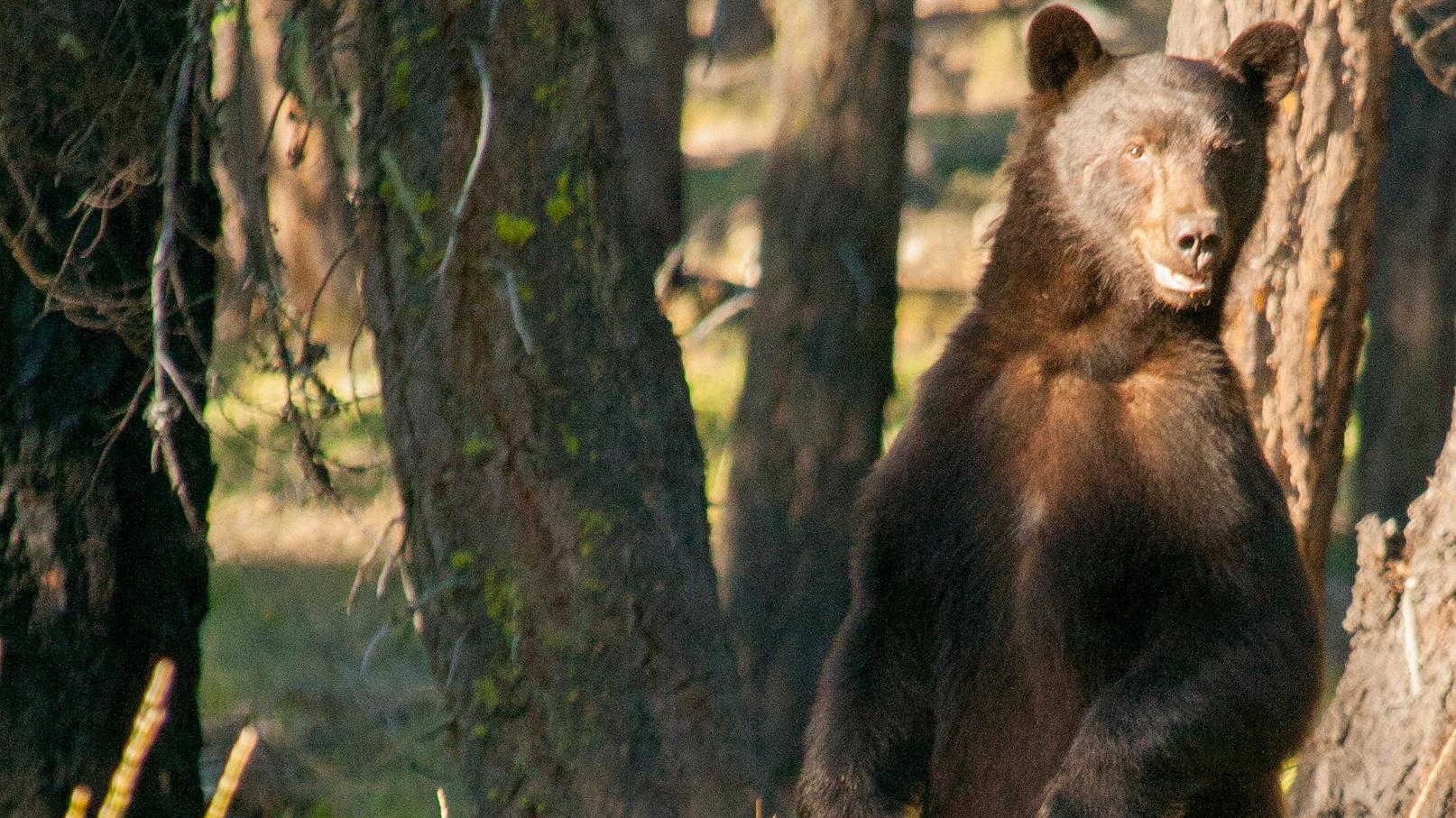 A black bear standing in a meadow.
