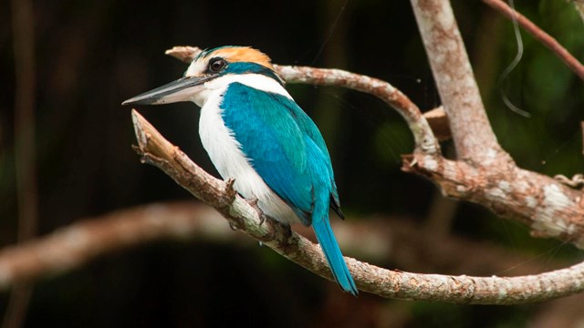 A bright, turquoise feathered king fisher bird perches high on a limb