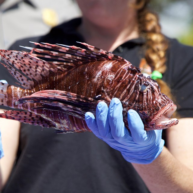 woman with gloves holding lionfish out of water