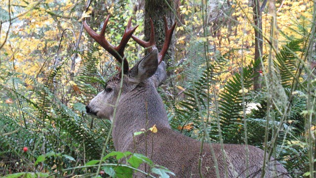 A buck black-tailed deer with antlers in the woods. 