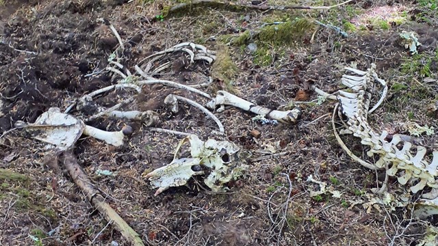 A skeleton lays dispersed in the woods.