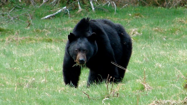 Black bear eating newly emerged grass in a meadow. 
