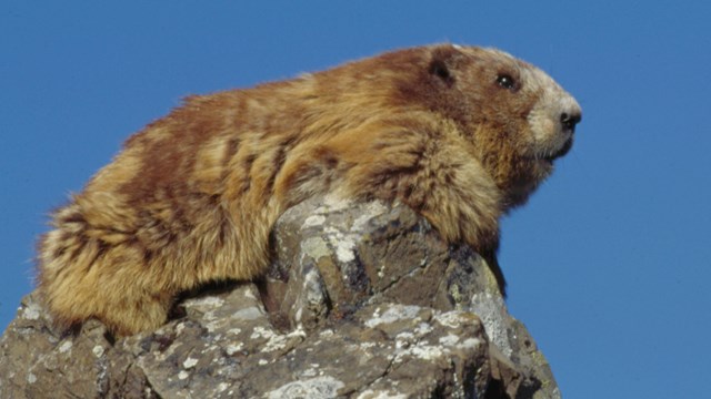 Marmot perched on a rock 