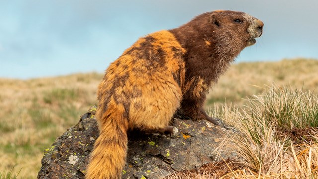A brown and gold marmot perches on a rock in a meadow.