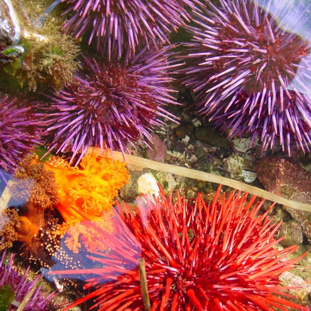 Brightly colored purple and orange sea urchins in a tidepool.