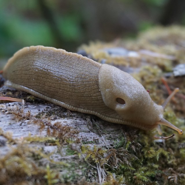 Banana slug on a log
