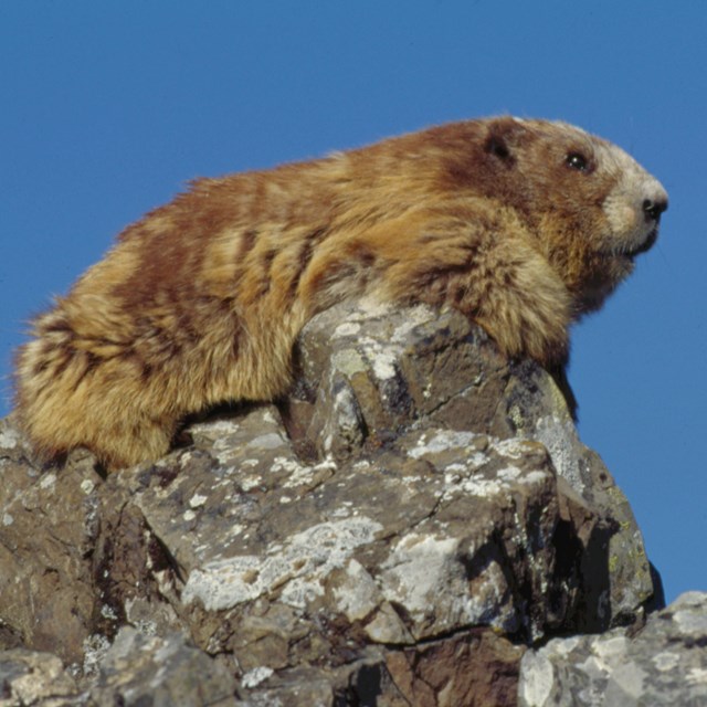 Volunteer as a Marmot Monitor
