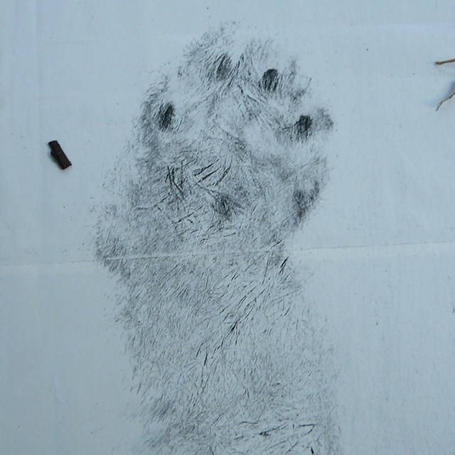 A fuzzy footprint on white paper