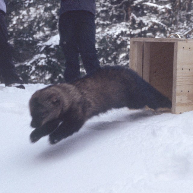 A furry, dark brown weasel like creature springs from a wooden box into the snow.