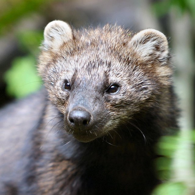 A small dark brown furry face with round ears