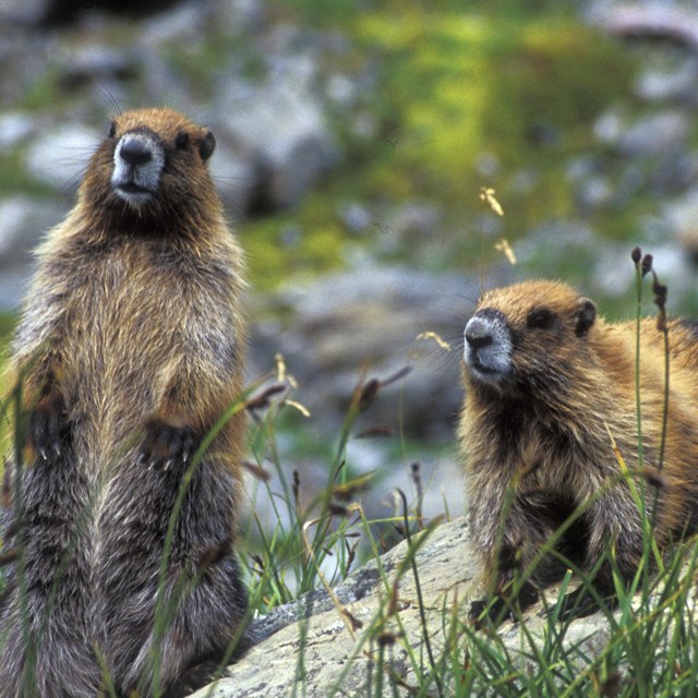 Two marmots near a rock, one standing, one on all four