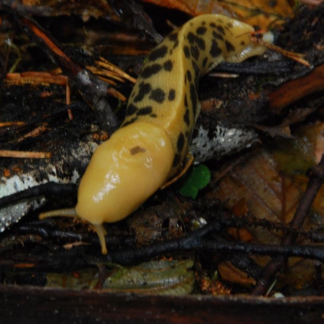 A yellow banana slug with brown spots slides across the forest floor.