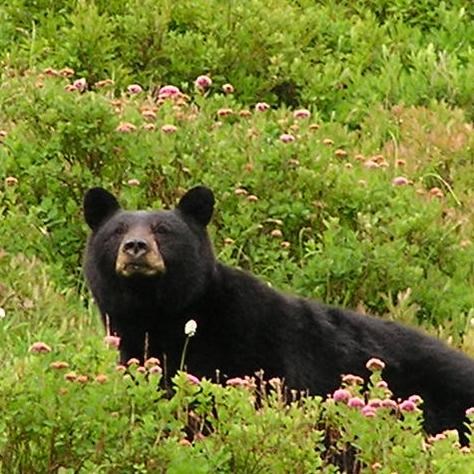 Black bear on grassy field