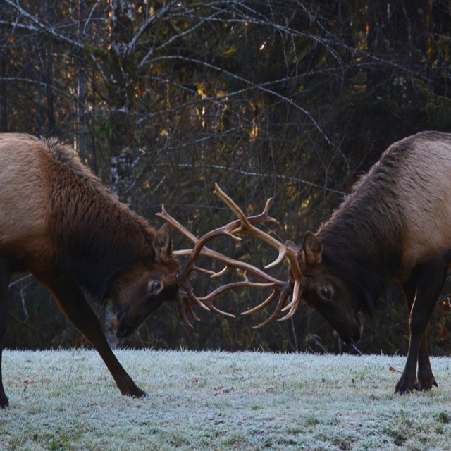 Two bull elk with locked antlers.