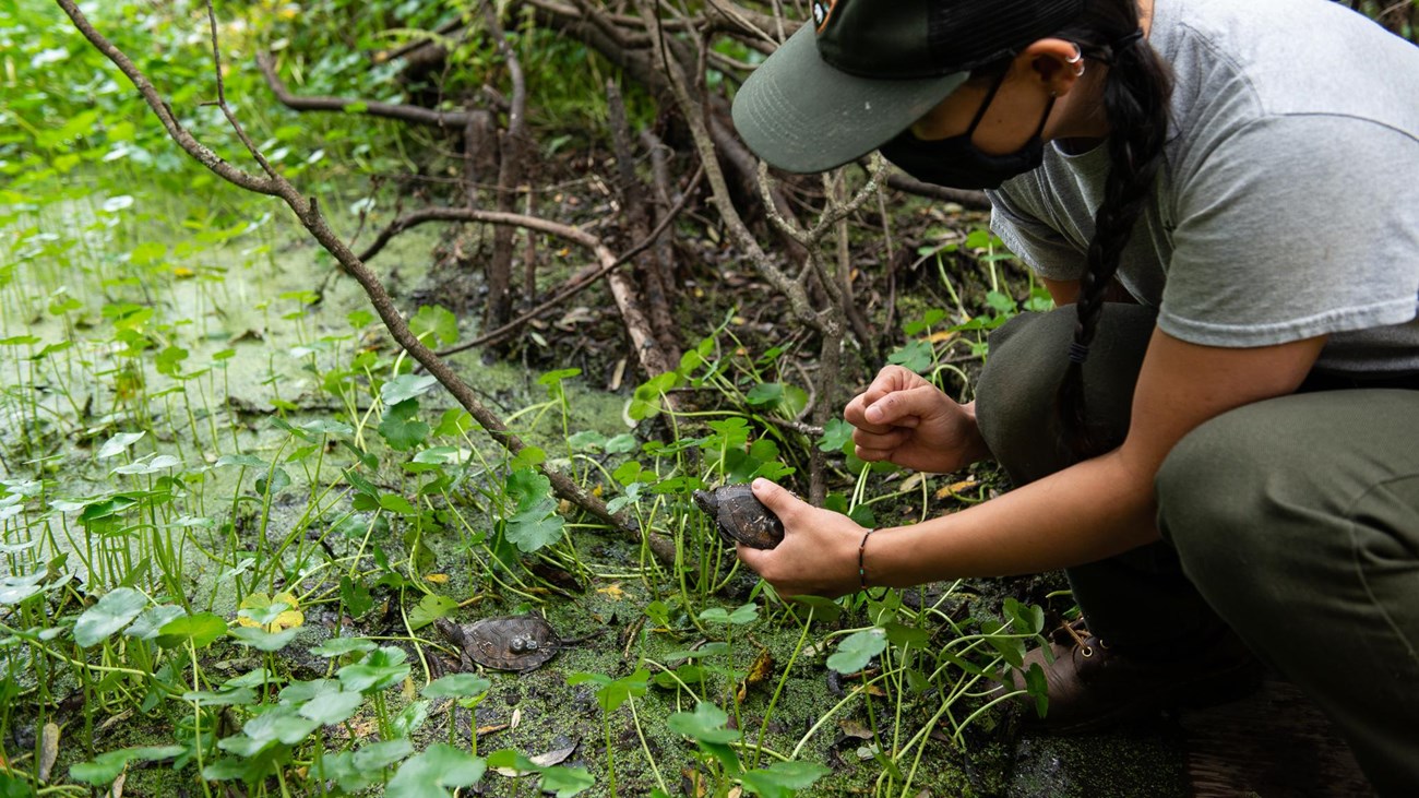 Person lowering a small turtle into a wetland full of lush green plants.