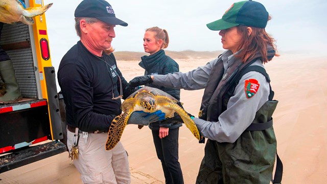 Two people hand off a rescued sea turtle. 