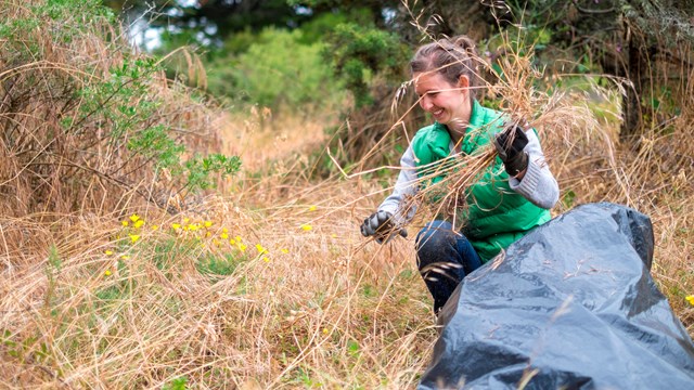 A person removing invasive grass and putting it in a trash bag. 