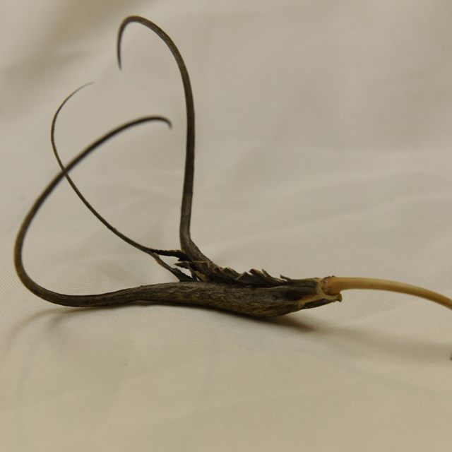 Three long hook-like appendages connected to a dark brown seed pod.