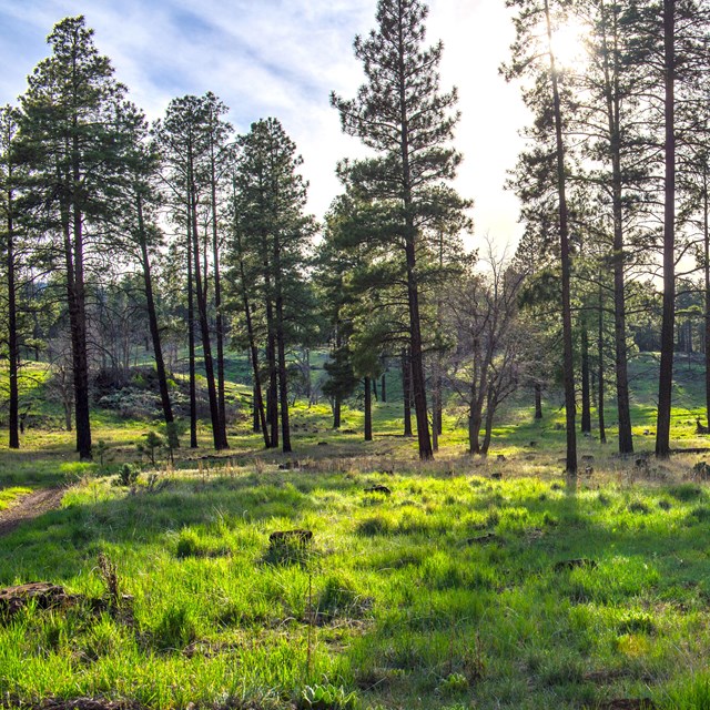A grove of young ponderosa pines in a green meadow.