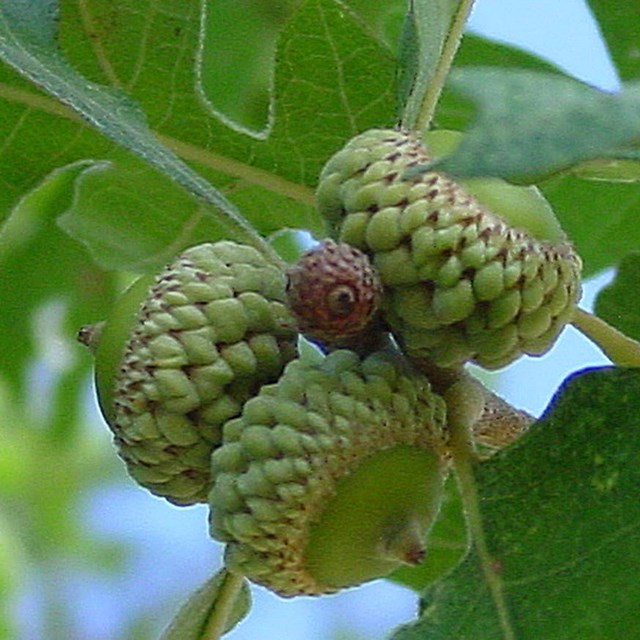 Four small acorns in front of green lobed leafs. 